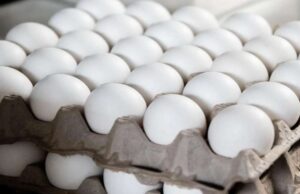 अमेरिका में अंडों की किल्लत, पेंसिल्वेनिया में 1 लाख अंडों की चोरी