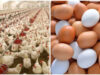 बर्ड फ्लू की चेतावनी! अंडे खाना अब सुरक्षित है या नहीं? यहां विस्तार से जानिए क्या है डॉक्टर्स की सलाह 