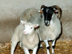 छोटी सी ‘डॉली’ ने बदल दी थी विज्ञान की दिशा, एक ‘कोशिका’ से जन्मी उम्मीद