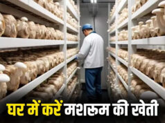 घर बैठे कमाई का सुनहरा मौका! खाली कमरे से शुरू करें मशरूम की खेती, हर महीने होगी लाखों की कमाई